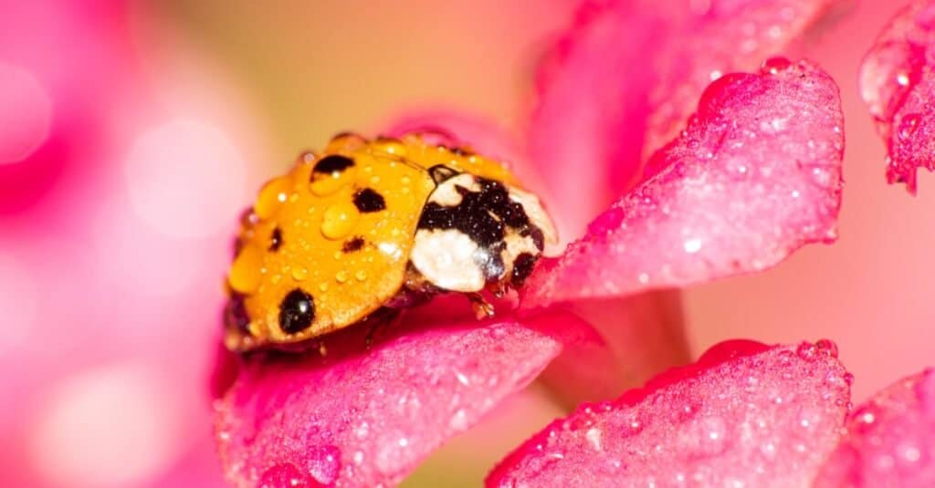 Quanto vivono le coccinelle?