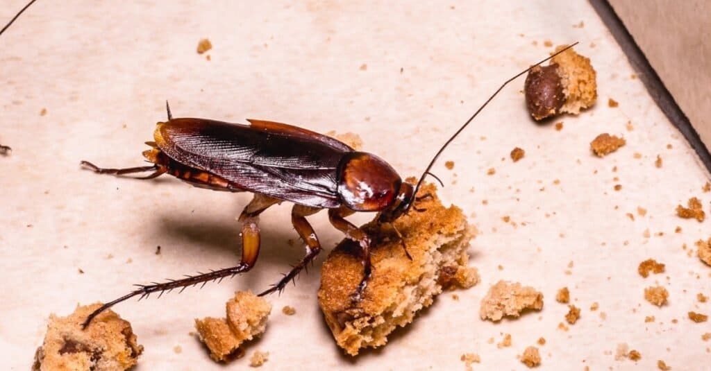   Una fotografia ravvicinata di uno scarafaggio americano, identificabile dal suo colore bruno-rossastro e dai segni gialli.  Questi parassiti prosperano in ambienti caldi e umidi.