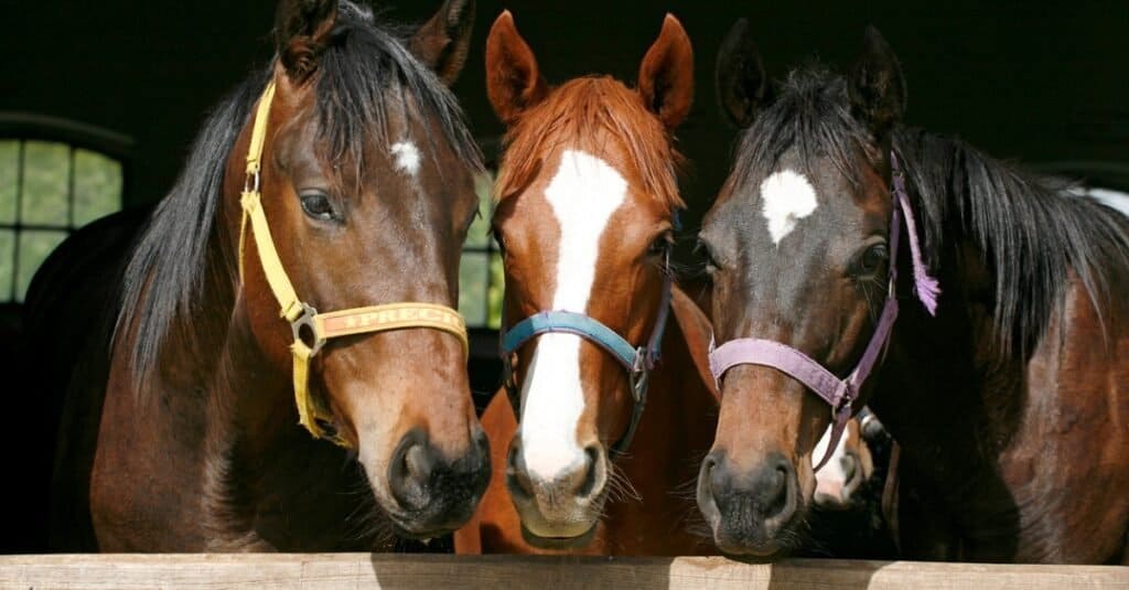 salire a bordo di un cavallo - cavalli nella stalla