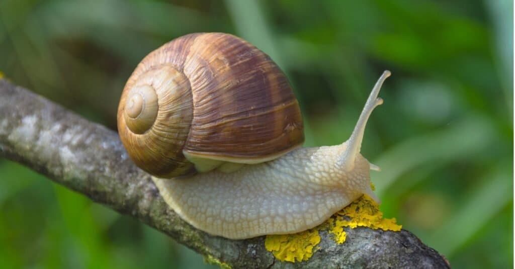 Le lumache nascono con il guscio?