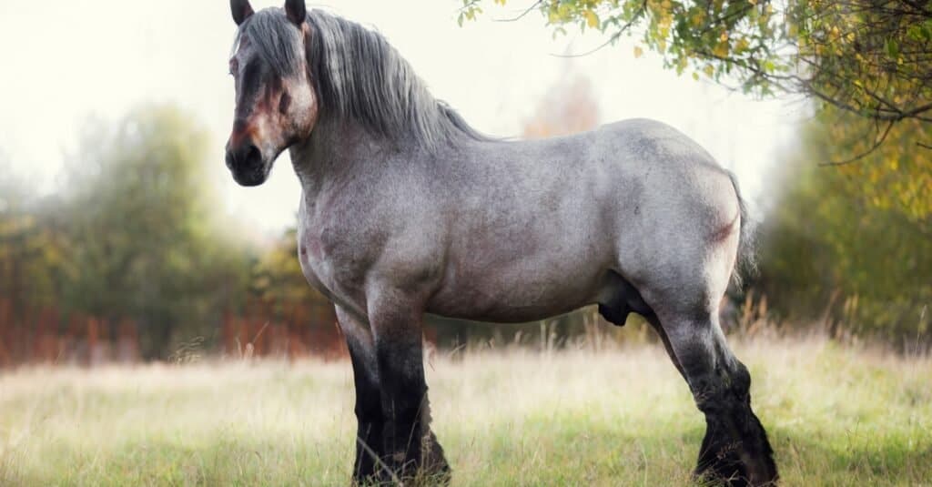 Best Horses - Cavallo da tiro belga