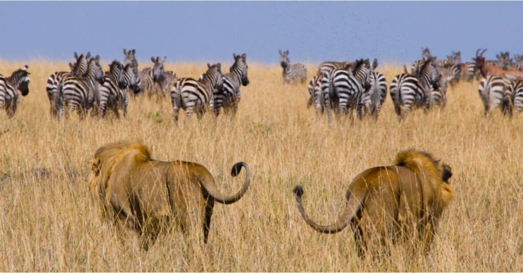 Cosa mangiano i leoni: cacciare le zebre