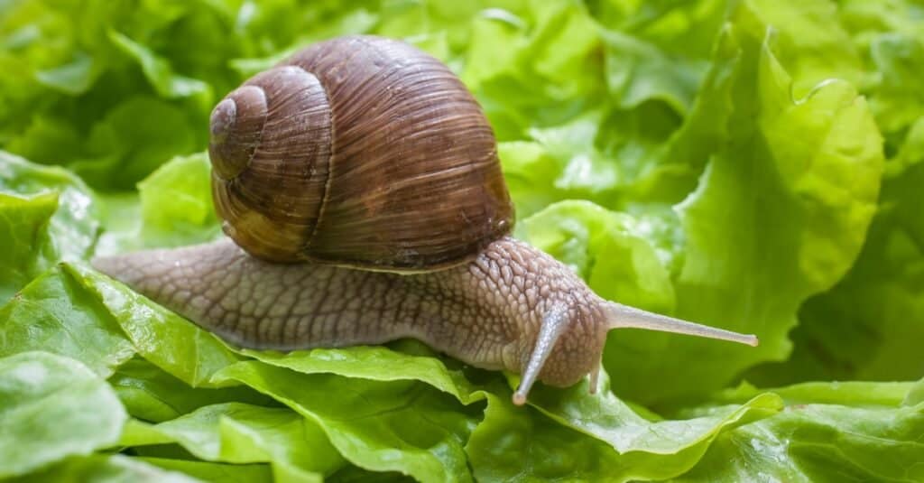 Animali più lenti: lumaca da giardino