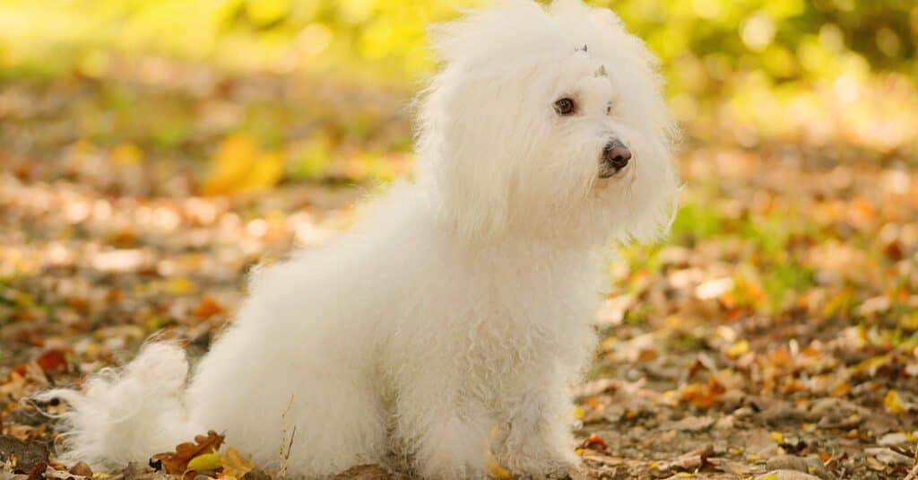 Tipi di cani con i capelli ricci