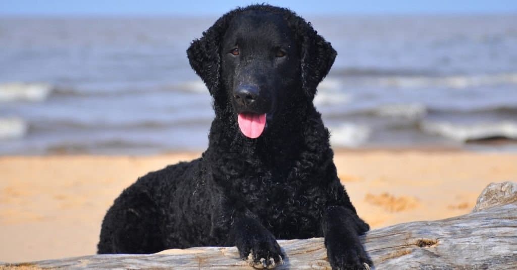 Tipi di cani con i capelli ricci