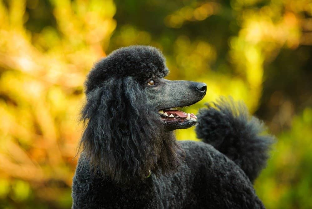 Tipi di cani con i capelli ricci