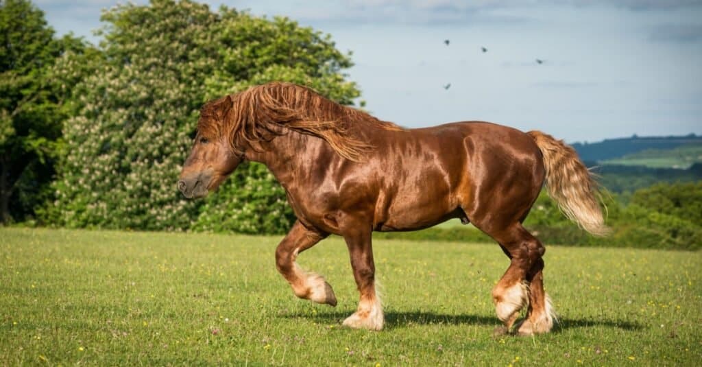 I cavalli più alti - Suffolk Punch