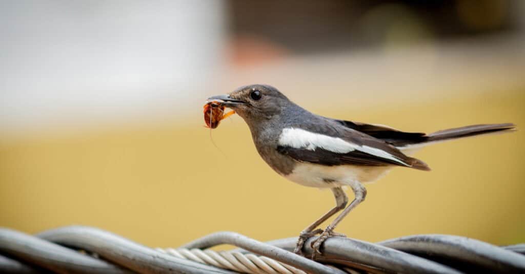 Cosa mangia gli scarafaggi - Scarafaggio mangiatore di uccelli