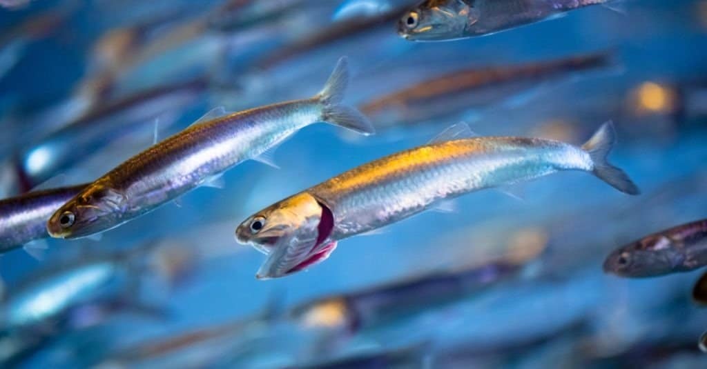 sardine vs acciughe