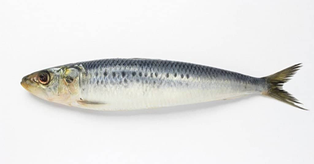sardine vs acciughe
