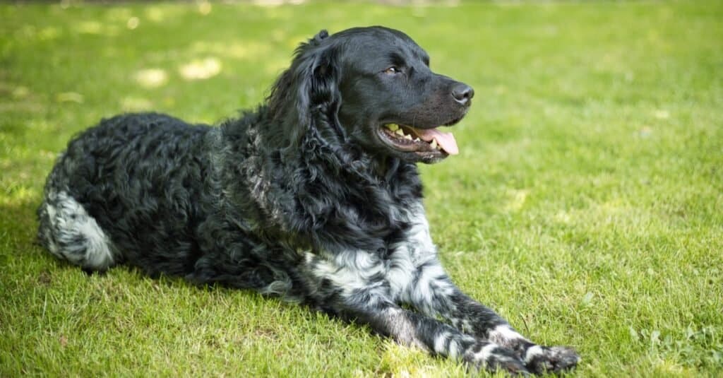 lupo contro cane