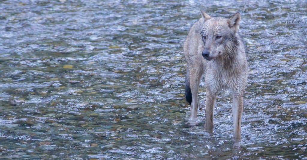 lupo contro cane