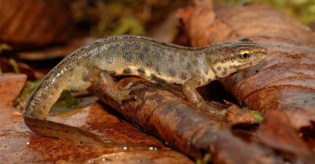tritone vs salamandra