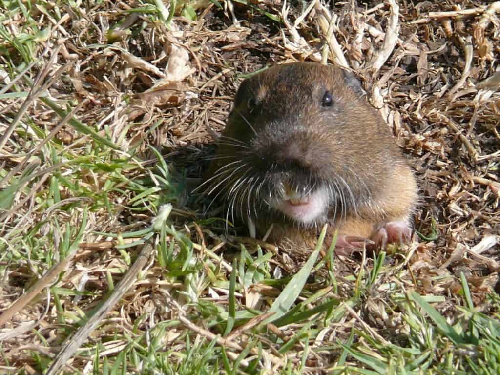 marmotta vs gopher