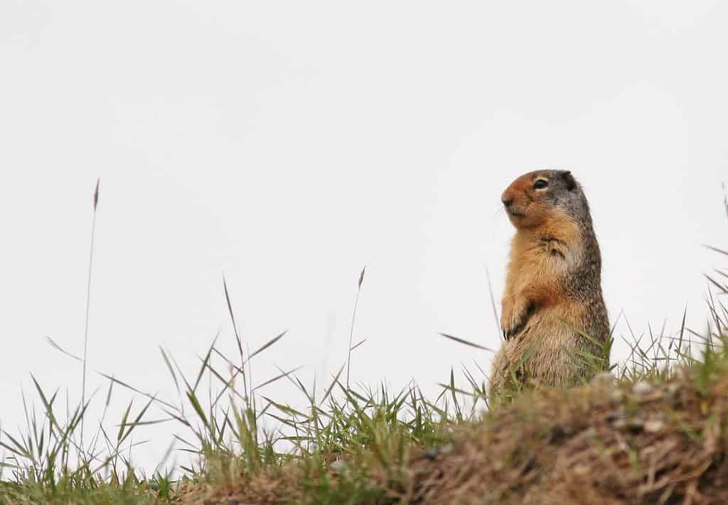 marmotta vs gopher