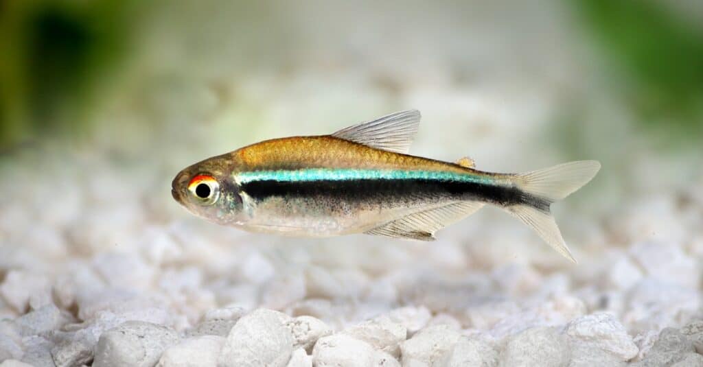 nero-neon-tetra-primo piano