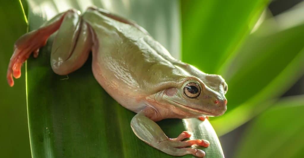 Raganella verde australiana che gioca nel cespuglio