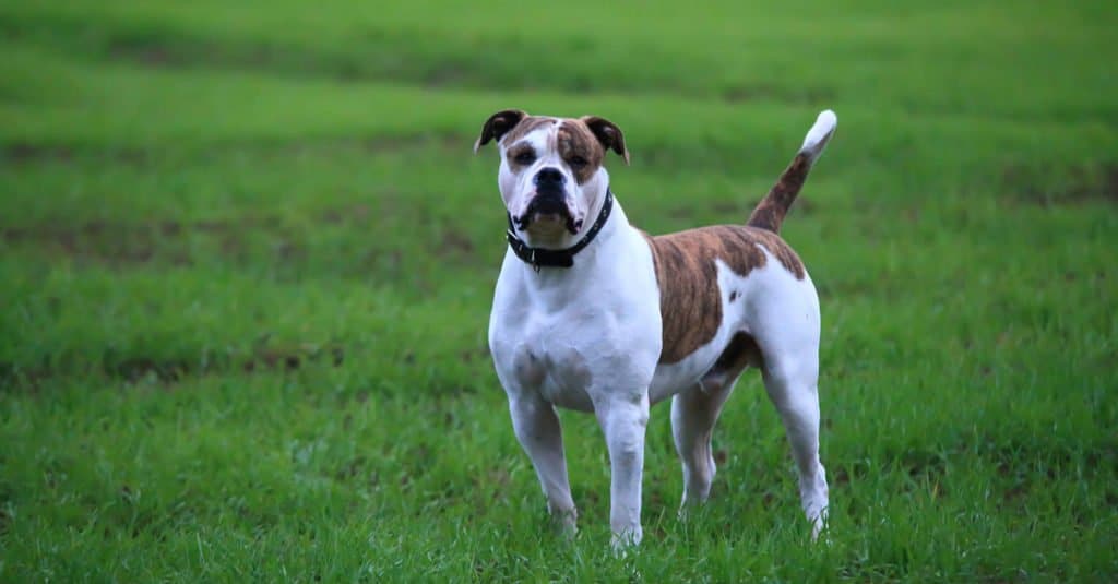 Bulldog americano in piedi nel parco