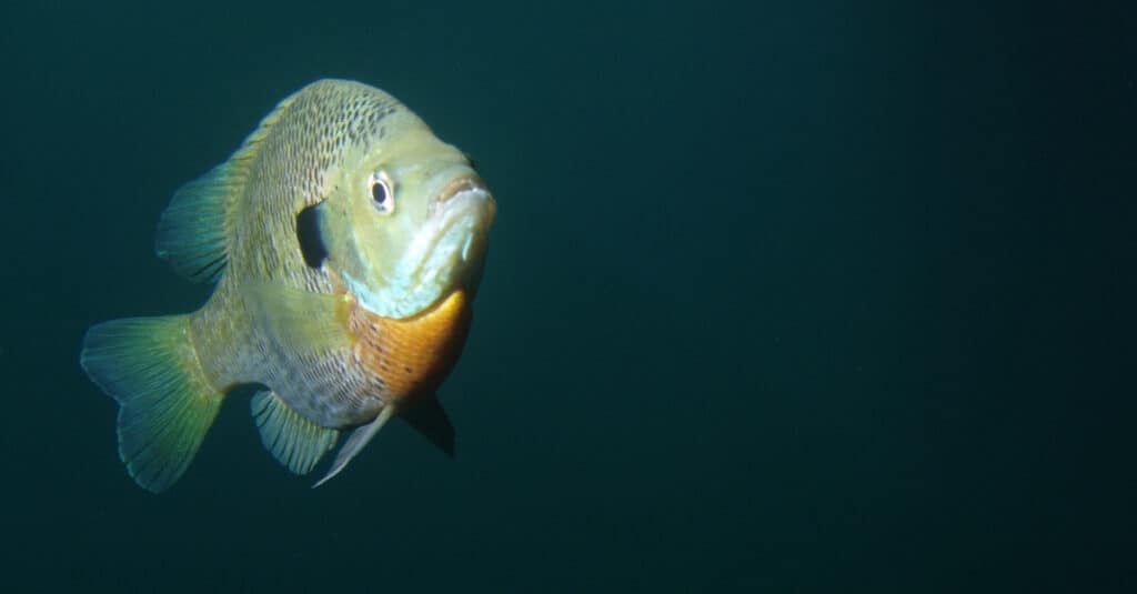 cosa mangiano i bluegill