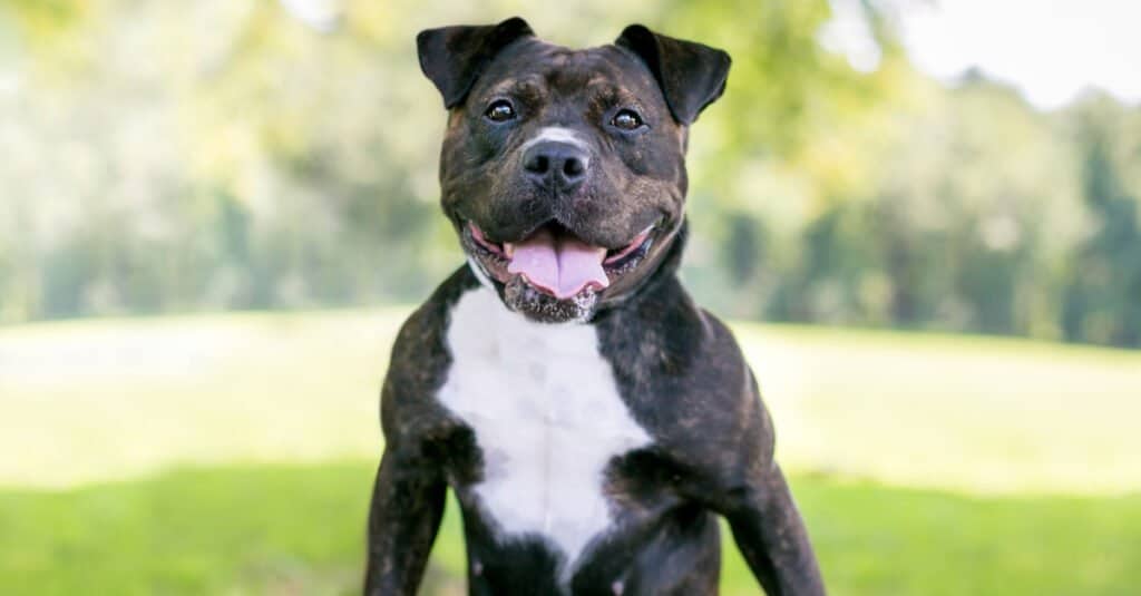 I pitbull hanno il più alto tasso di mauling mortali
