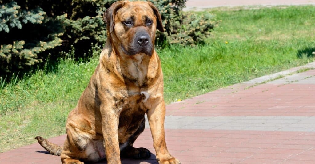 Perro De Presa Canarios che riposa nel parco.
