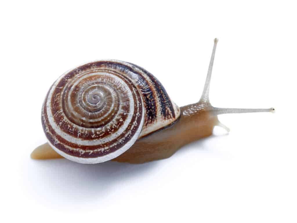 Occhi di lumaca: tutto quello che vuoi sapere