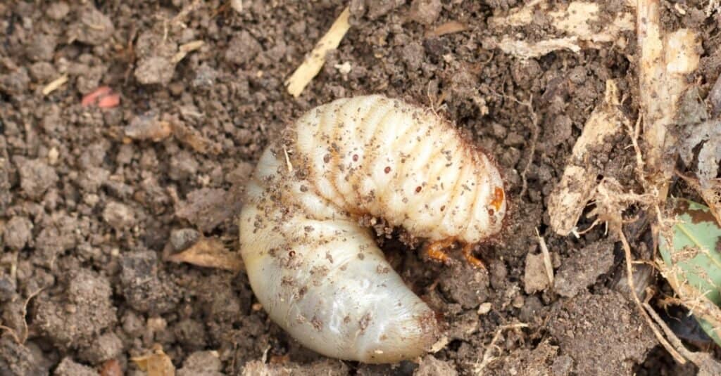 I coleotteri mangiano