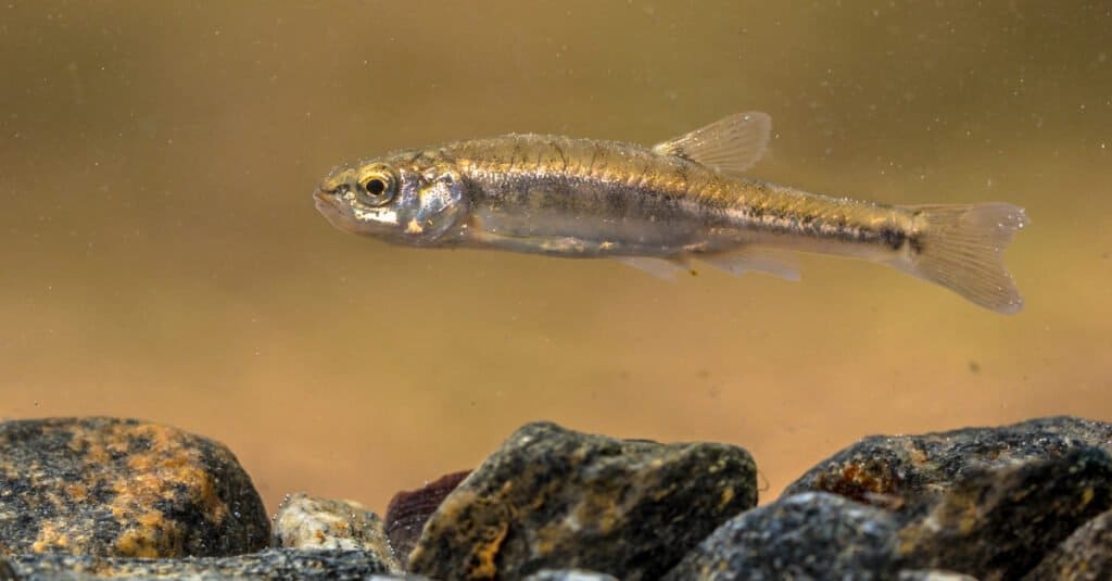 Cosa mangiano i pesciolini - pesciolini in un lago