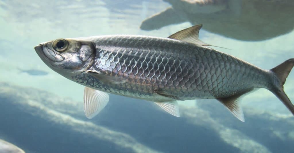 Pesce di aringa atlantica d'argento che nuota nell'acqua di mare limpida