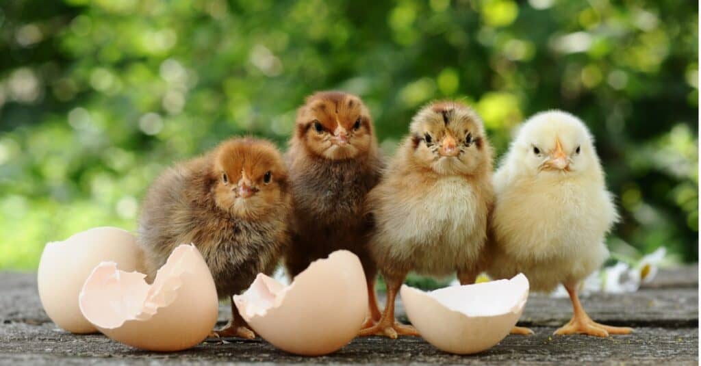 gallina contro pollo