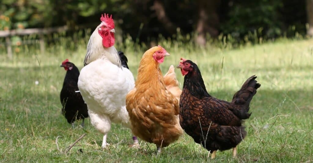 I migliori animali da fattoria