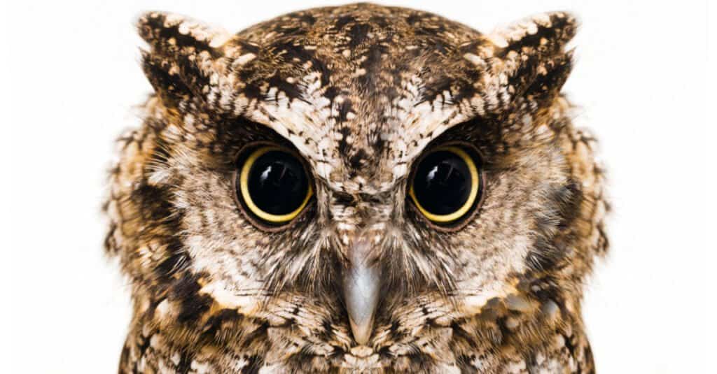 Animali con grandi occhi – gufo
