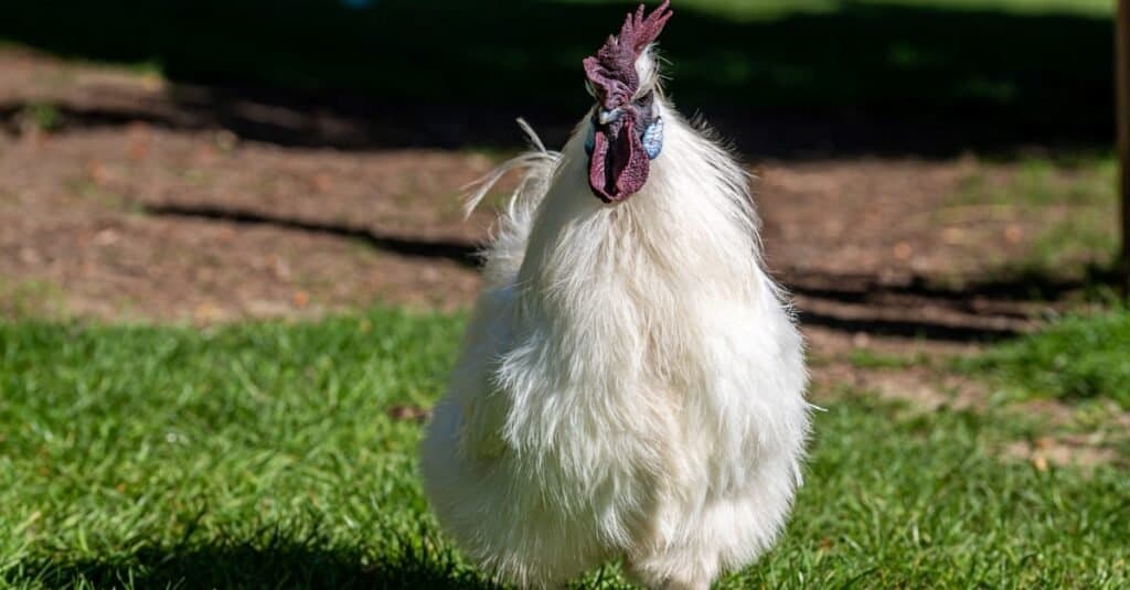 Gallo di seta, noto anche come pollo di seta setoso o cinese.
