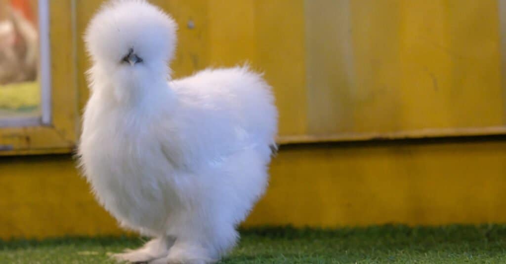 Pollo Silkie davanti all'edificio giallo