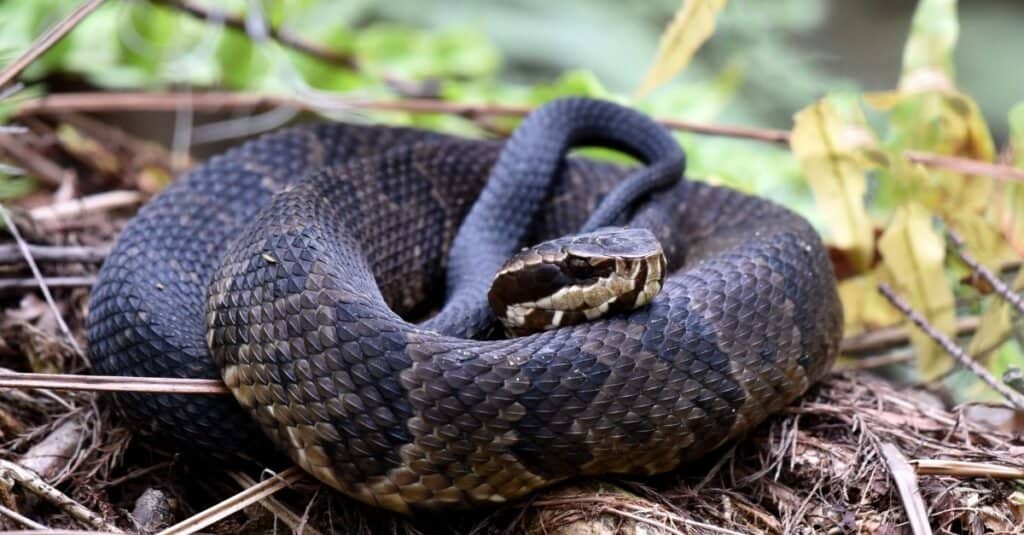 I cottonmouth della Carolina del Nord sono più attivi durante i mesi primaverili