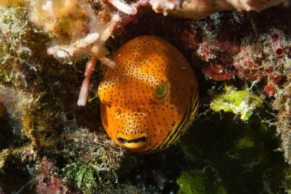 Pesce palla stellato giovanile (Arothron stellatus)