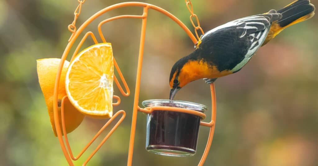 rigogolo che mangia arancia