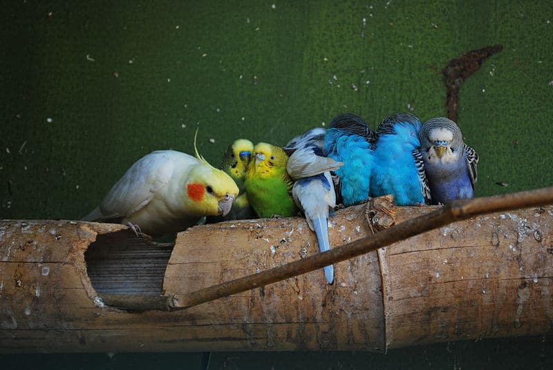 Quanto vivono i cockatiel?
