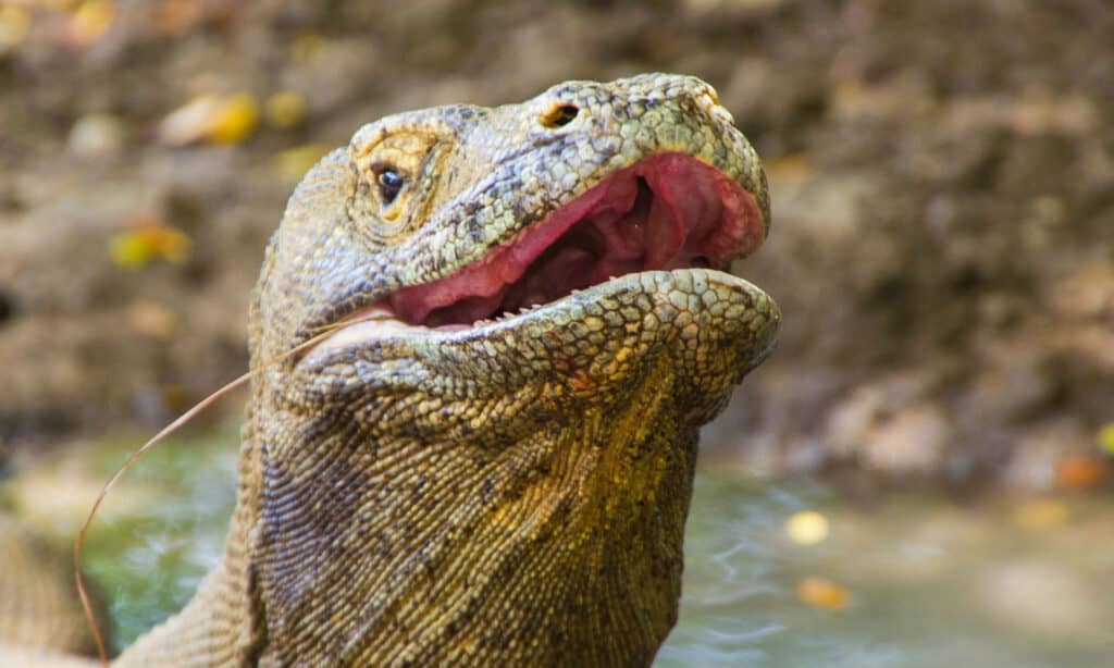 Drago di Komodo