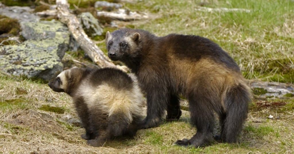 Madre di Wolverine con un bambino