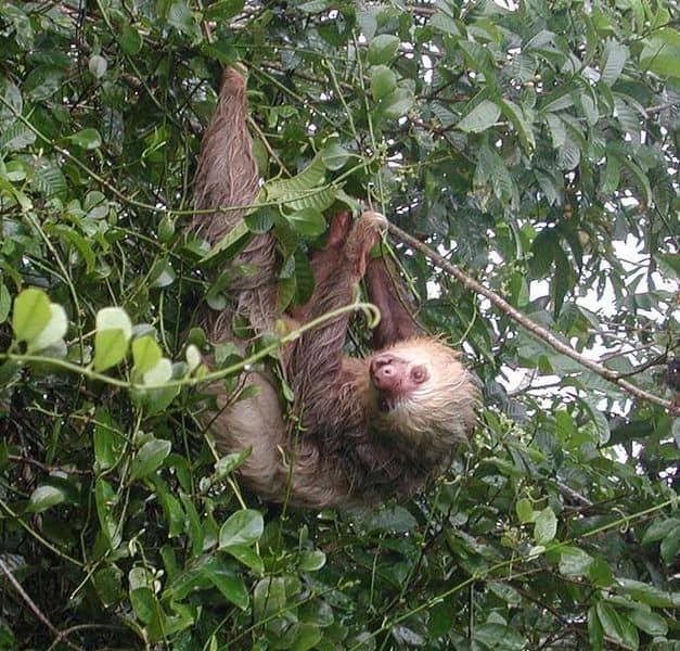 Bradipo su un albero