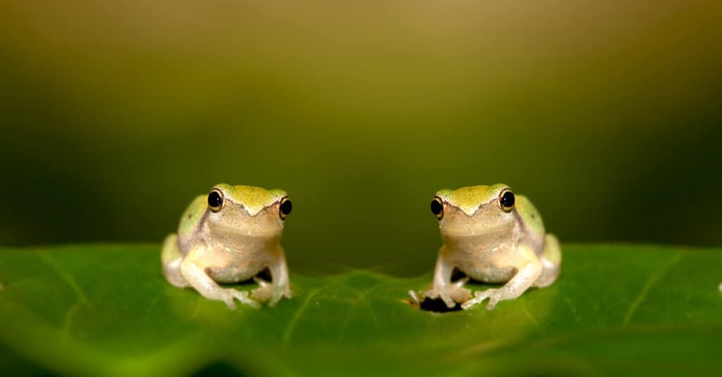 coppia di cuccioli di rana