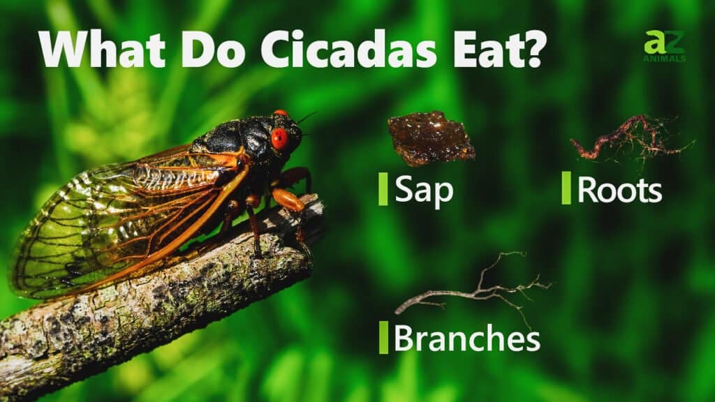 Cosa mangiano le cicale