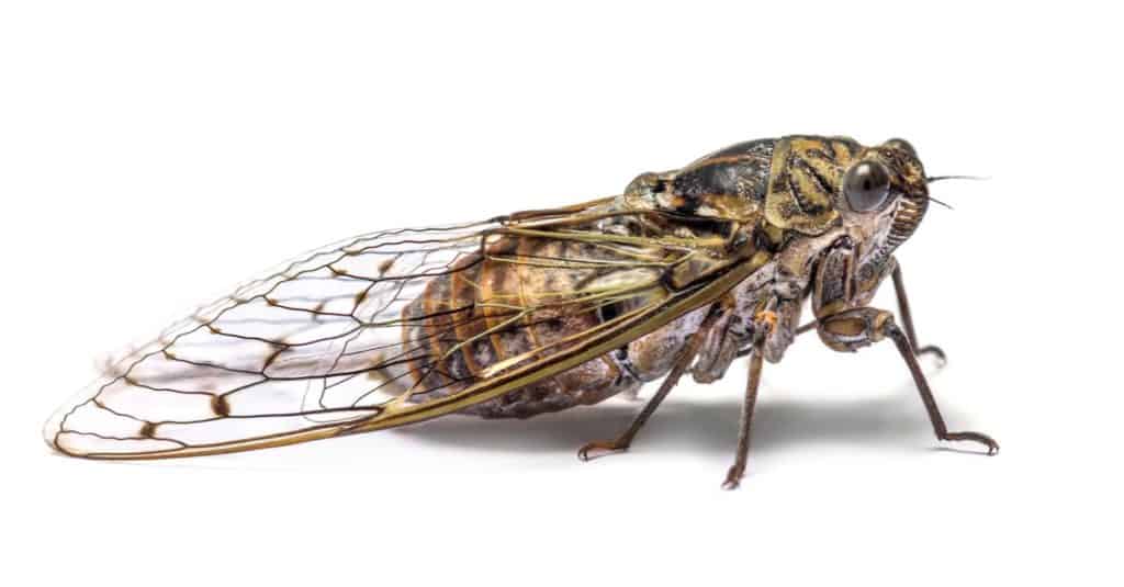 Cicala grigia, isolata su bianco