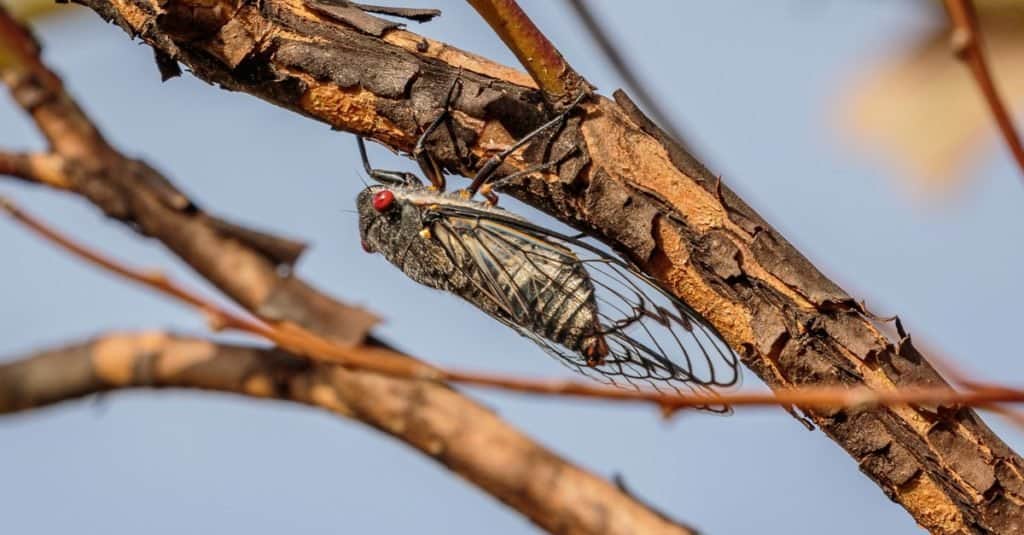 Cicala sull'albero