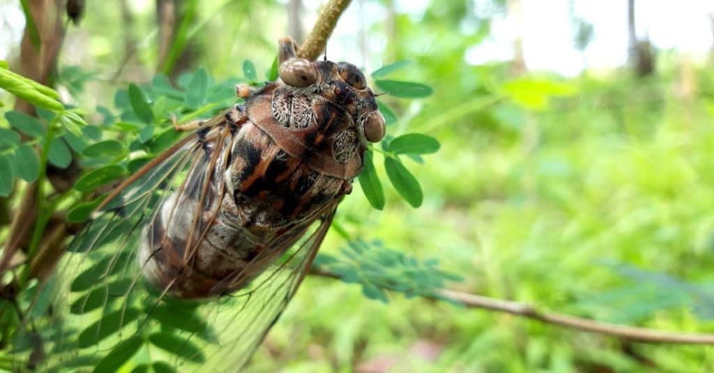Animali più rumorosi: cicale africane