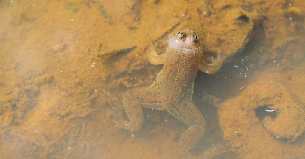 Rana semi-acquatica - Rana verde della pozzanghera