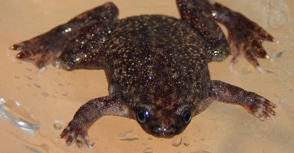Rana semi-acquatica - rana artigliata nana occidentale (Hymenochirus curtipes)