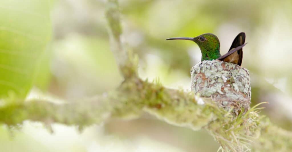 bambino colibrì closeu[[