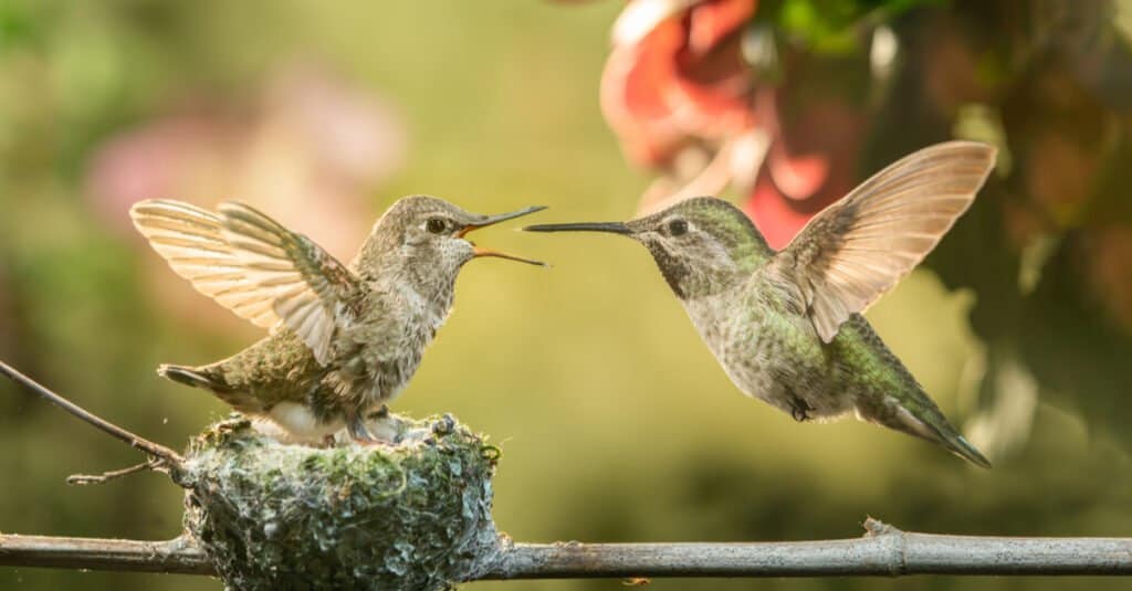 colibrì bambino e madre